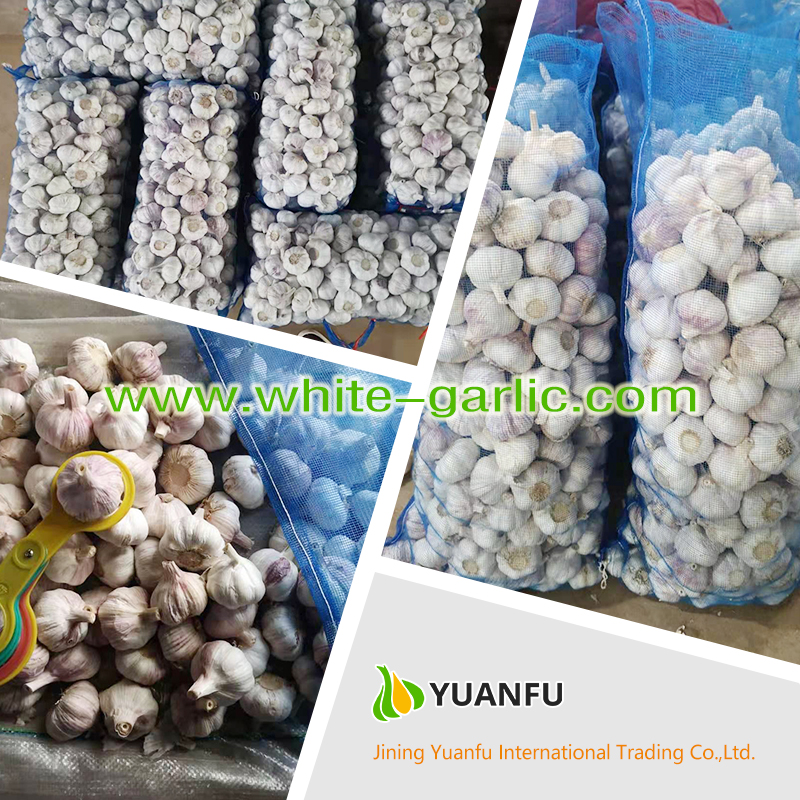 garlic suppliers